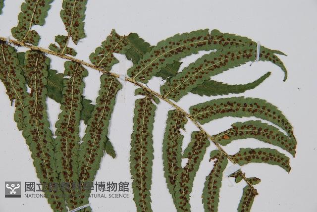 桫欏鱗毛蕨藏品圖，第3張
