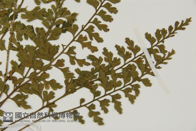 縮羽鐵角蕨藏品圖，第3張
