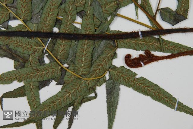 毛柄短腸蕨藏品圖，第3張