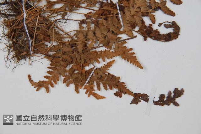 細毛碗蕨藏品圖，第3張