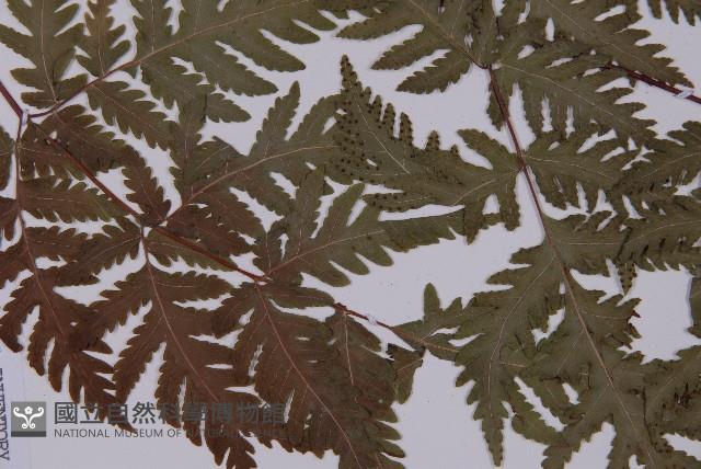 毛葉軸脈蕨藏品圖，第3張
