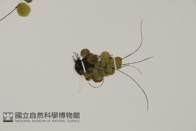 登錄號:P011731藏品圖，第3張