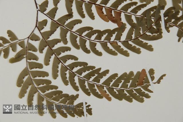 掌葉鐵線蕨藏品圖，第3張