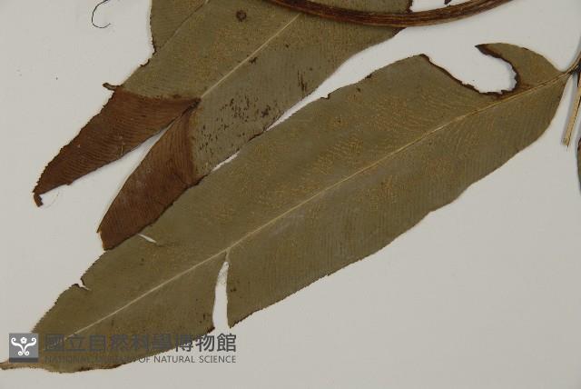 登錄號:P004731藏品圖，第3張