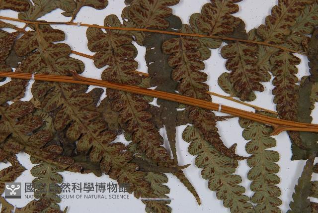 毛柄短腸蕨藏品圖，第3張