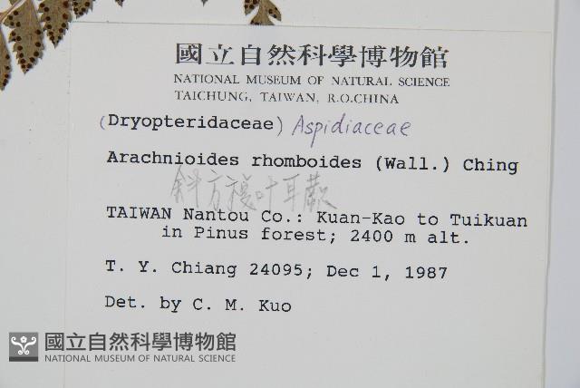 斜方複葉耳蕨藏品圖，第2張