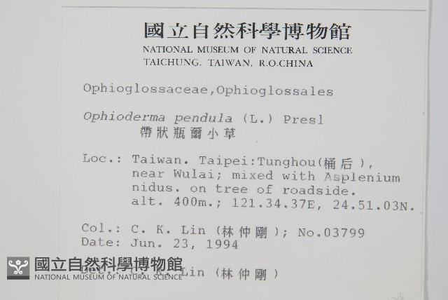 帶狀瓶爾小草藏品圖，第2張