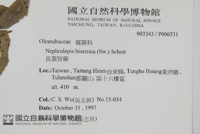 長葉腎蕨藏品圖，第2張