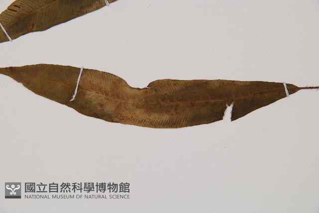 單葉雙蓋蕨藏品圖，第3張