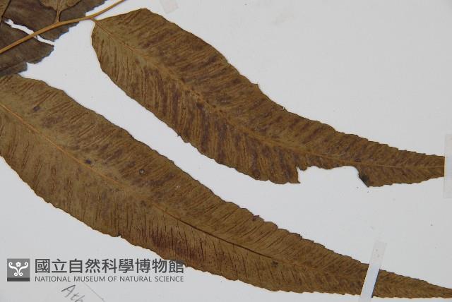 細柄雙蓋蕨藏品圖，第3張