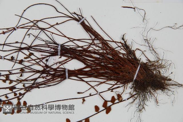 鐵角蕨藏品圖，第3張