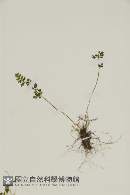 姬鐵角蕨藏品圖，第3張