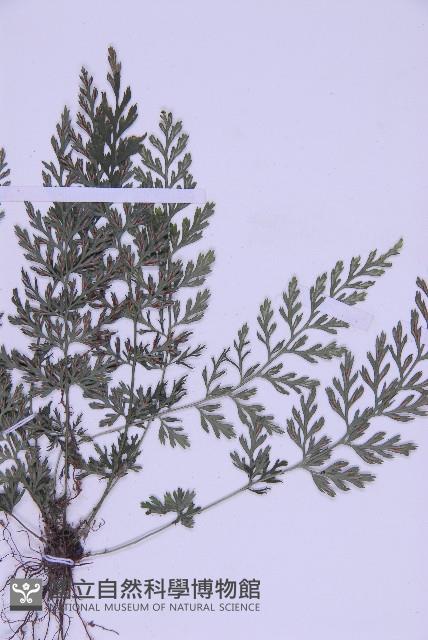 北京鐵角蕨藏品圖，第3張