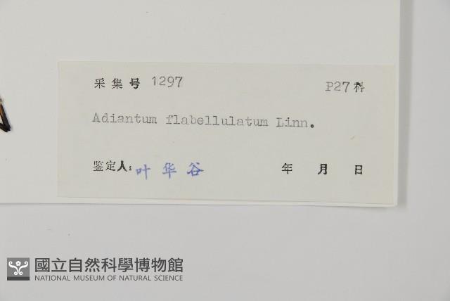 扇葉鐵線蕨藏品圖，第2張