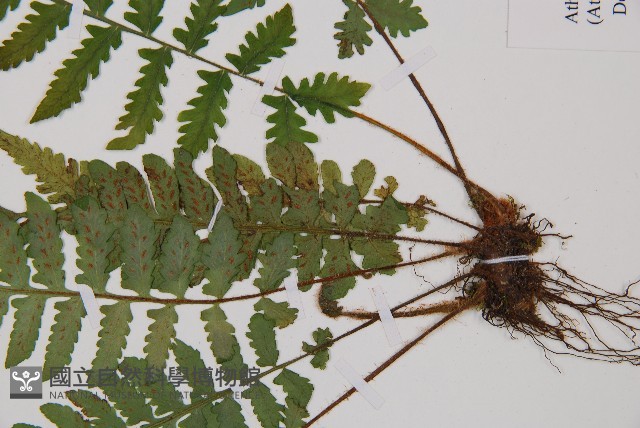 東洋蹄蓋蕨藏品圖，第3張