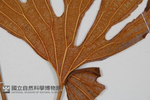 雙扇蕨藏品圖，第3張