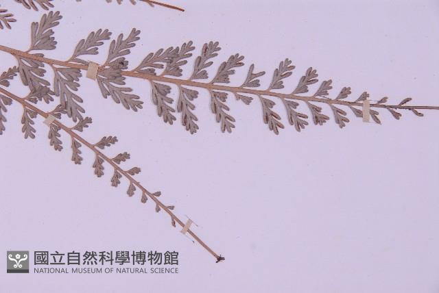 長生鐵角蕨藏品圖，第3張