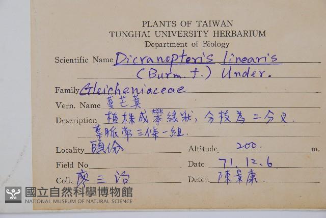 芒萁藏品圖，第2張