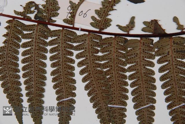 黑桫蕨藏品圖，第3張