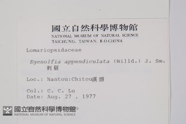 刺蕨藏品圖，第2張