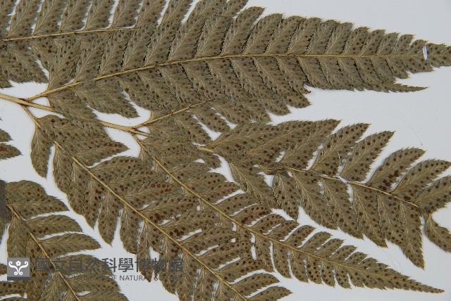細葉複葉耳蕨藏品圖，第3張