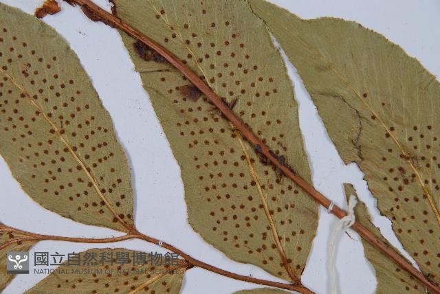 細齒貫眾蕨藏品圖，第3張