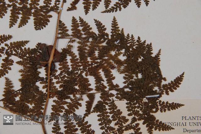 稀子蕨藏品圖，第3張