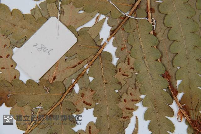 日本狗脊蕨藏品圖，第3張