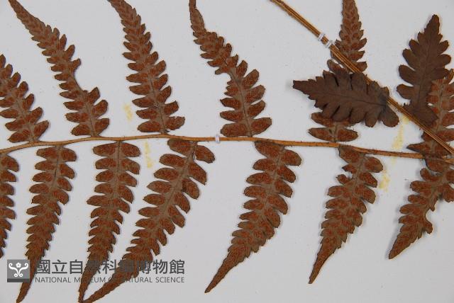 假蹄蓋蕨、東洋蹄蓋蕨藏品圖，第3張