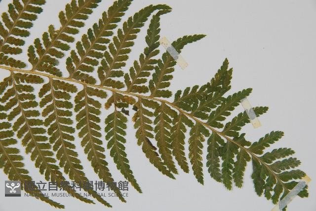 司氏碗蕨藏品圖，第6張