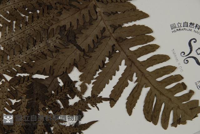 高士佛擬肋毛蕨藏品圖，第3張