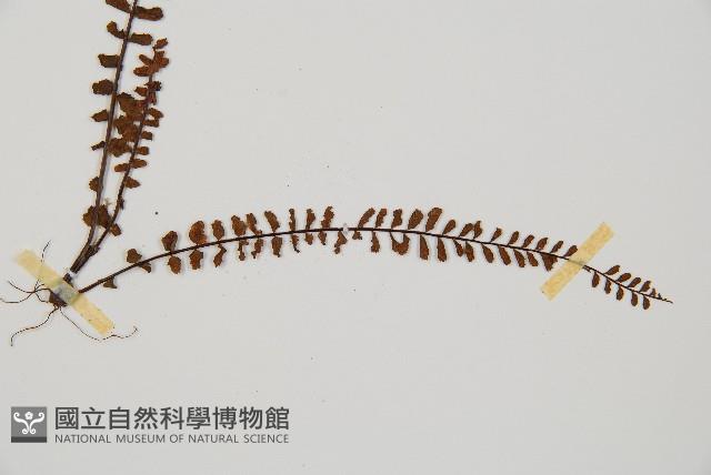 鐵角蕨藏品圖，第3張