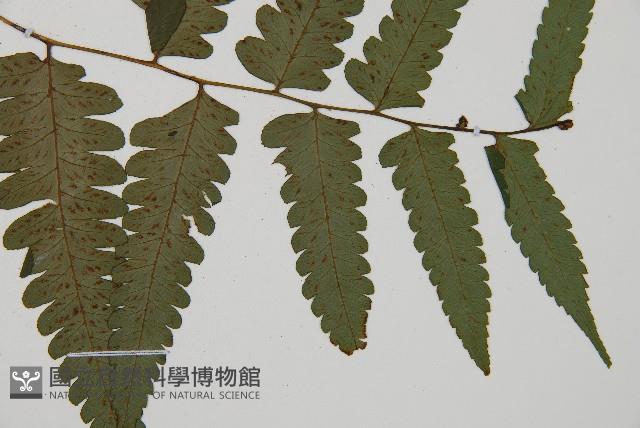臺灣雙蓋蕨藏品圖，第3張