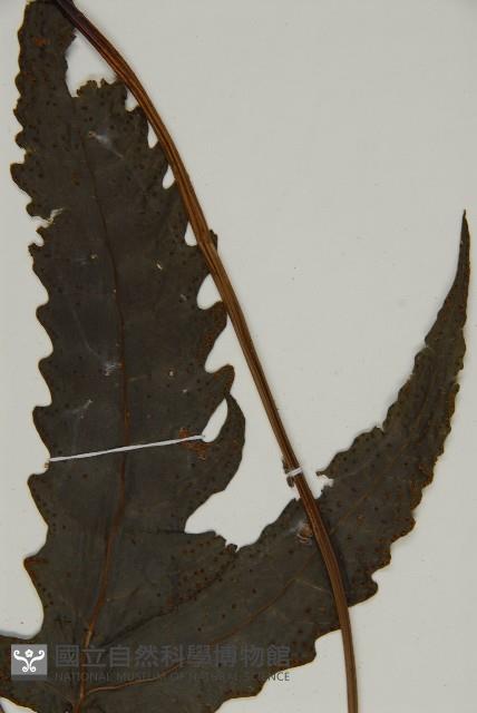 三叉蕨藏品圖，第3張