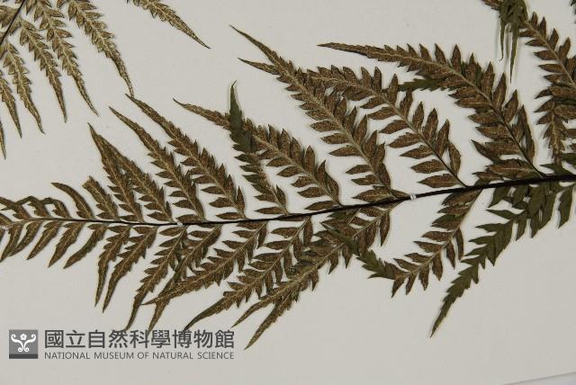 粉葉蕨藏品圖，第6張