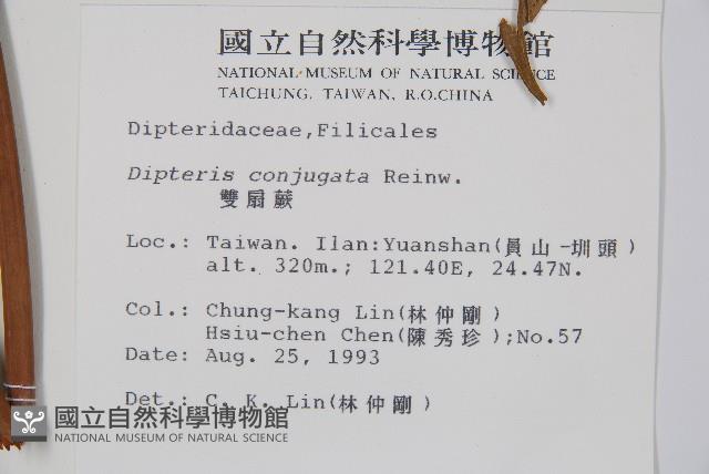 雙扇蕨藏品圖，第2張