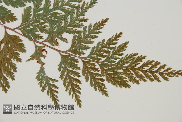 海州骨碎補藏品圖，第3張