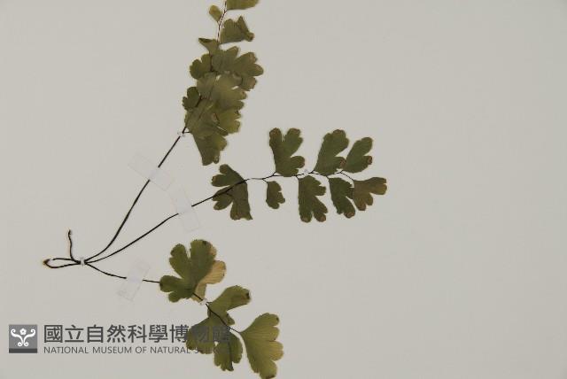 鐵線蕨藏品圖，第3張