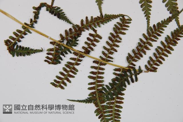 對生蹄蓋蕨藏品圖，第3張