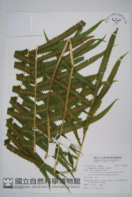 稀毛蕨藏品圖，第3張