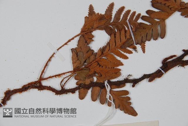 陰石蕨藏品圖，第3張