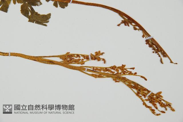 陰地蕨藏品圖，第3張