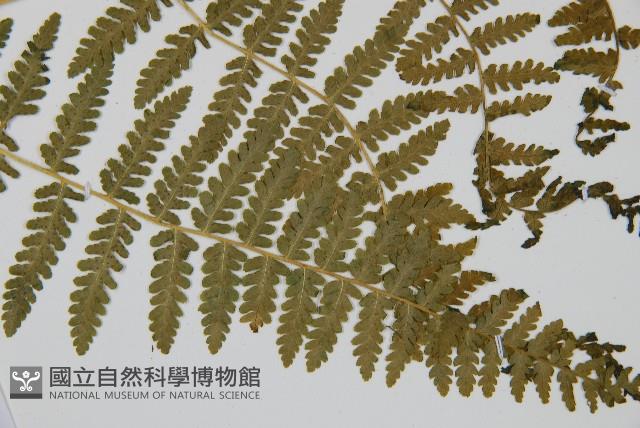 姬蕨藏品圖，第3張