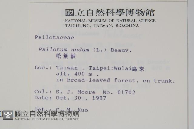 松葉蕨藏品圖，第2張