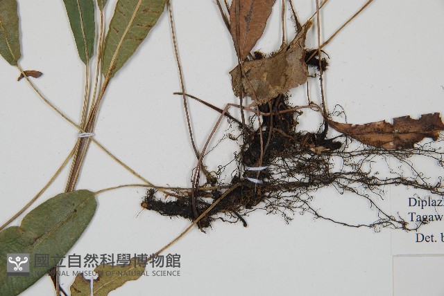 單葉雙蓋蕨藏品圖，第3張