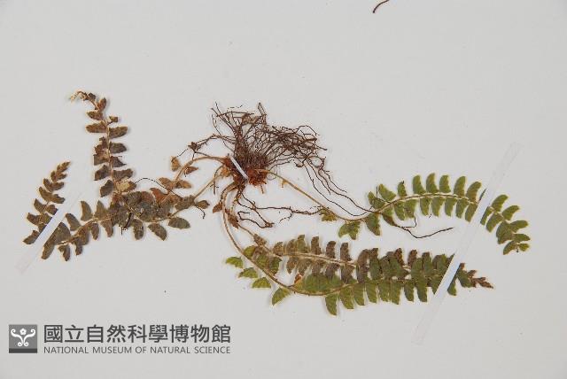 岩蕨藏品圖，第3張