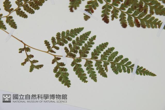 登錄號:P012061藏品圖，第3張