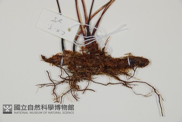 雉尾烏毛蕨藏品圖，第3張