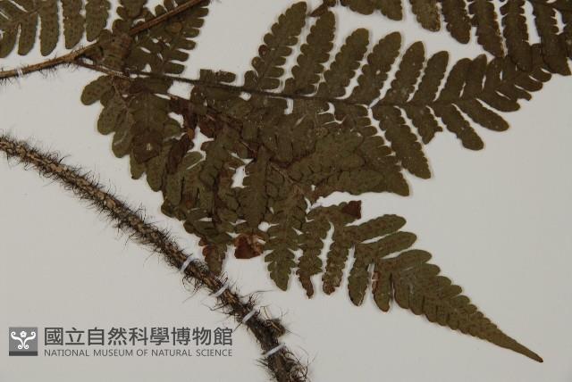 愛德氏肋毛蕨藏品圖，第3張