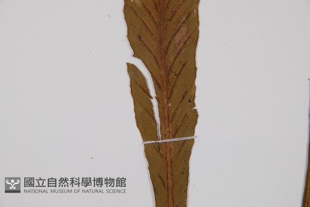 劍葉鐵角蕨、箭葉鐵角蕨藏品圖，第3張